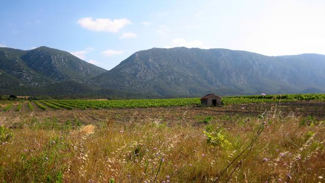 Paysage Cabane Vigne