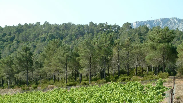 Paysage Vignes Foret Fenouilledes01