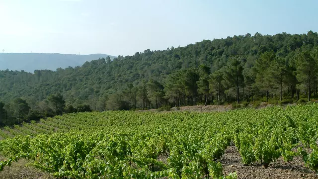 Paysage Vignes Foret Fenouilledes02