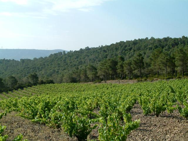 Paisaje Viñas Bosque Fenouilledes02