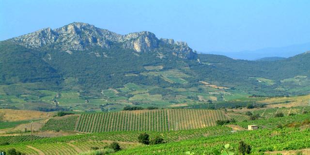 Viñas Fenouilledes1