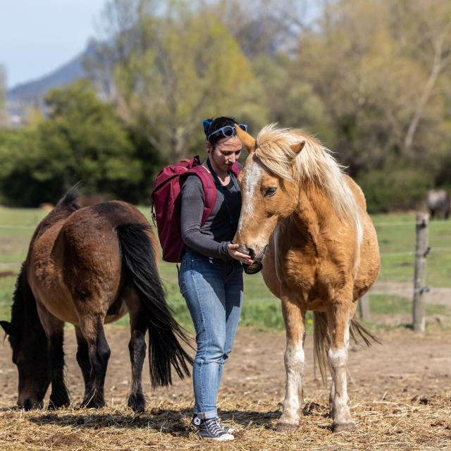 Equitation Castel Fizel 2