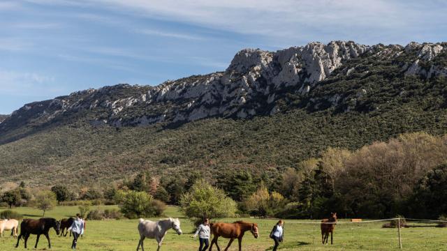 Equitación Castel Fizel