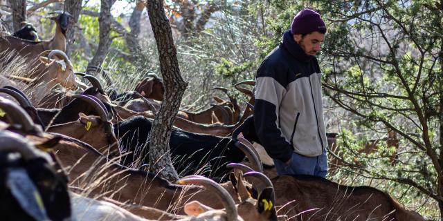 Chevriers de Saint Arnac 2