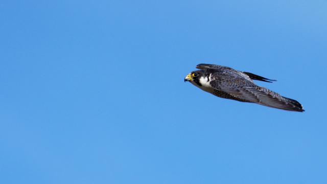 Halcón peregrino