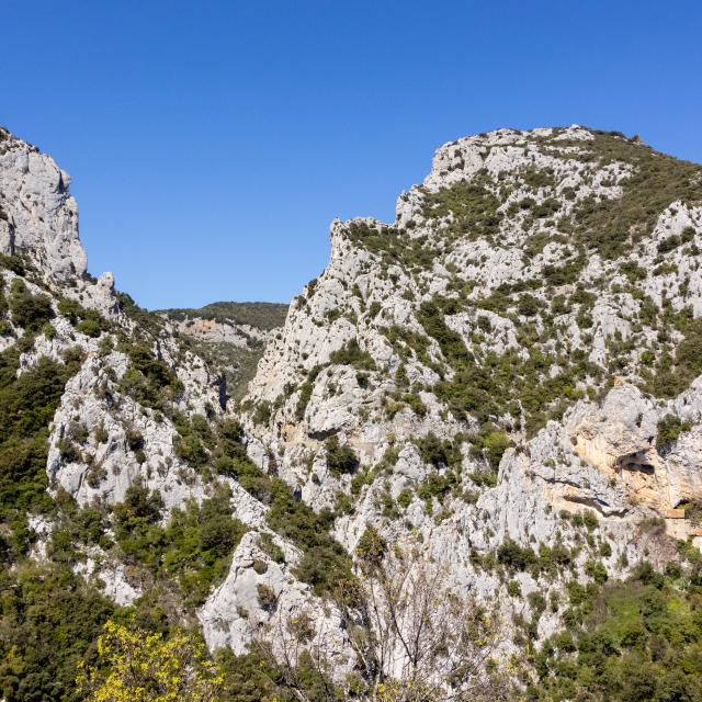 Galamus