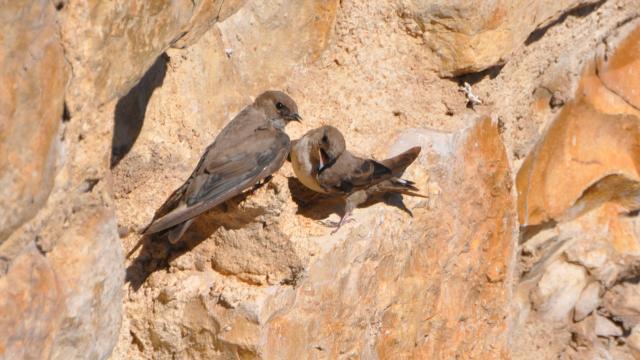 Golondrina de roca