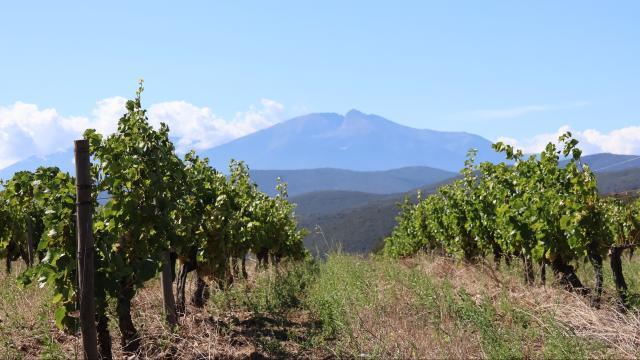 viñedos y Canigou de San Martín